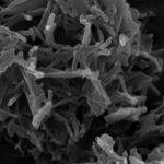 Titanate Nanotubes