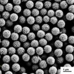 Protein G Magnetic Beads
