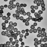 Hollow Mesoporous Ceria Nanoparticles (CeO₂ NPs)