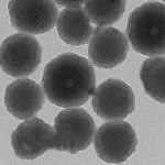 Poreless Polydopamine Nanoparticles (Powder)