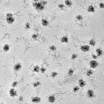 Cerium Oxide Core-Shell Gold Nanoparticles