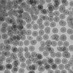 Magnetic Mesoporous Silica Nanoparticles (MMSNs)