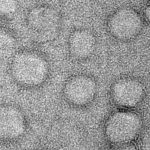 Carboxylated Liposomal Nanoparticles