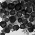 Hollow Mesoporous Copper Sulfide Nanoparticles (CuS)