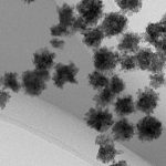 Ceria Oxide Nanoparticles (CeO₂ NPs)