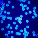 Carboxyl-Modified Blue Fluorescent Monodisperse Polystyrene Microspheres