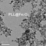 Poly-Lysine Modified Fe₃O₄ Magnetic Nanoparticles