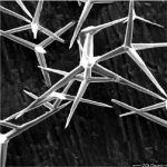 Four-Needle Zinc Oxide Whiskers