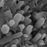 Zinc Oxide Nanorods