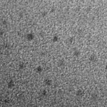 PEI-Stabilized Gold Nanoclusters