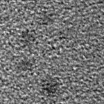 Bovine Serum Albumin-Reduced Gold Nanoclusters
