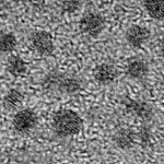 Glutathione-Reduced Gold Nanoclusters