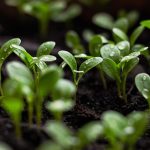 Soil Moisturizing Agent
