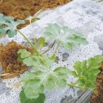 Fully Biodegradable Mulching Film
