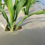 Fully Biodegradable Mulching Film