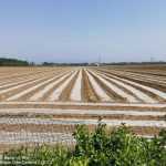 Fully Biodegradable Mulching Film