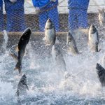 Prebiotic Feed Additive for Enhancing Efficacy