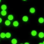 Methyl-Modified Green Fluorescent Polystyrene Microspheres