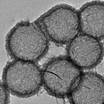Hollow Mesoporous Manganese Dioxide Nanoparticles (MnO₂)