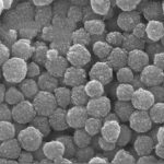 Carboxylated Magnetic Beads